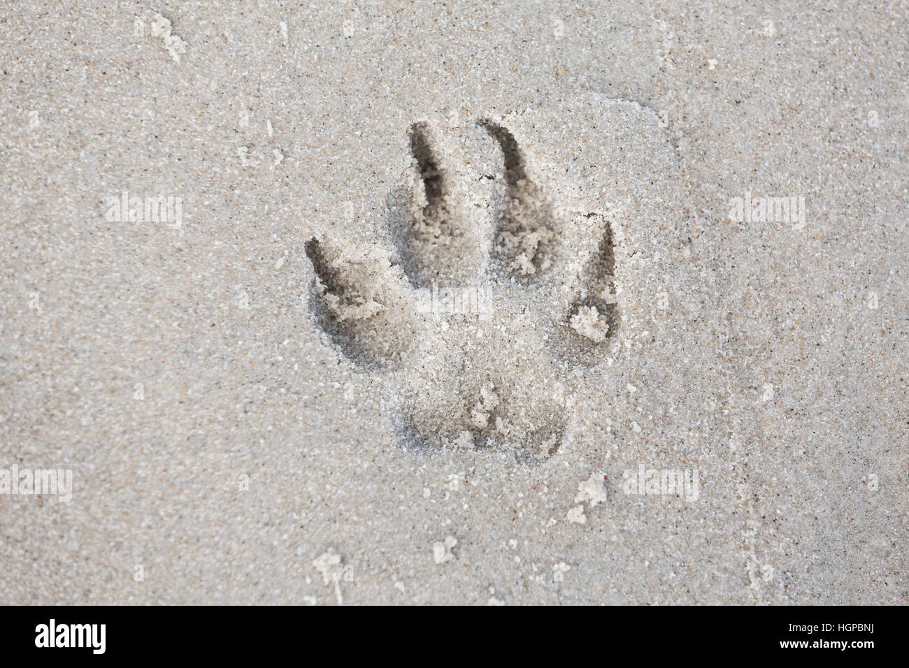 Hundepfoten im Sand zu verfolgen. Kleine Schärfentiefe Stockfoto