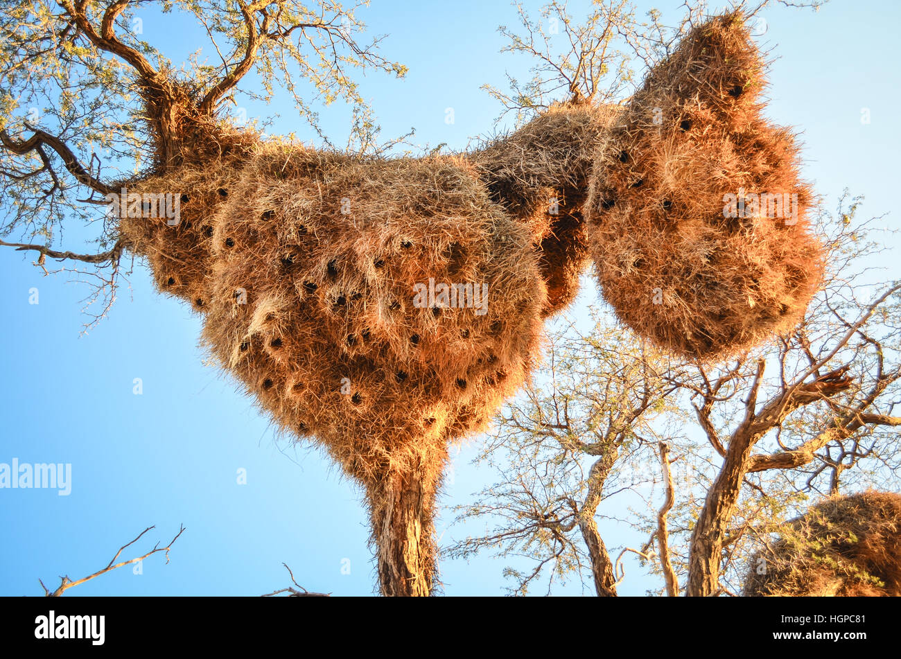 Nester der gesellig Weber in Namibia Stockfoto
