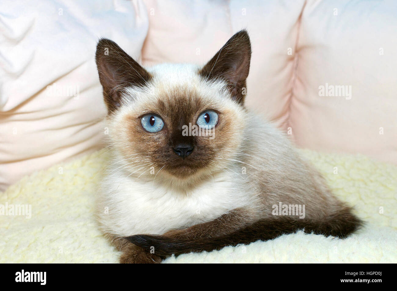 Blue eyed Siam Kätzchen sitzen sehr entspannt in ein weiches Licht braun und grün Bett beobachten Zuschauer neugierig ohne besorgniserregend. Stockfoto