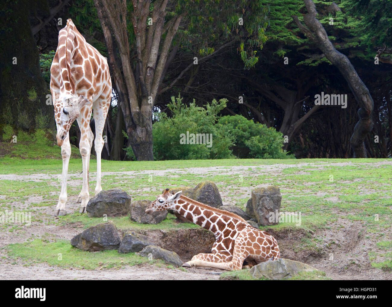 Mutter Giraffe Biegen bis Blick auf Baby auf dem Boden liegend, Förderung der Youngster aufstehen, Green grass, Felsen rund um Bäume im Hintergrund. Land Stockfoto