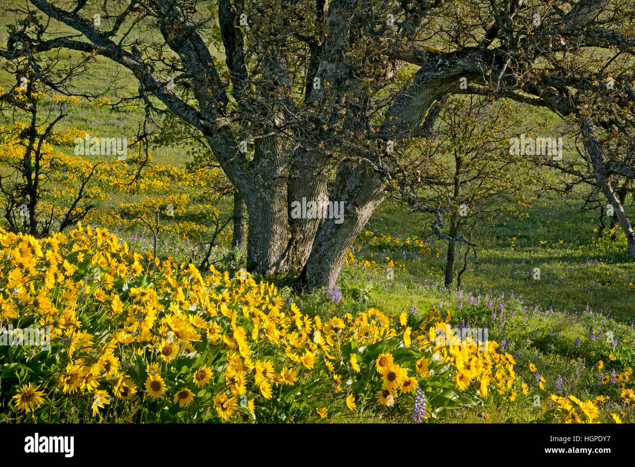 OR02243-00... OREGON - Balsamwurzel und Lupinen blühen auf einer Wiese unter den Eichen, östlich von Mosier. Stockfoto