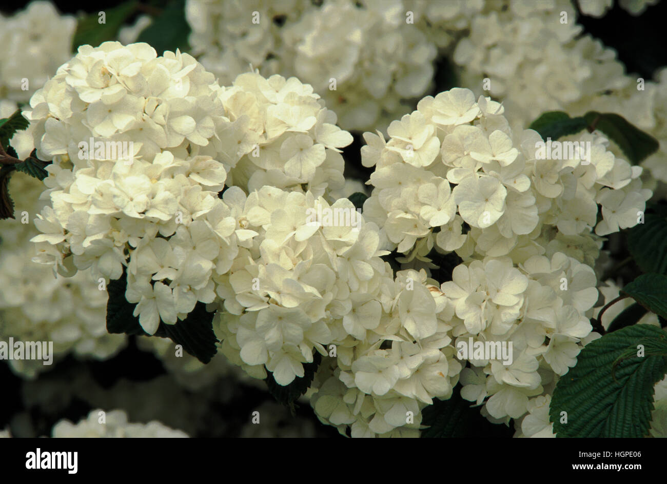 VIBURNUM PLICATUM "POPCORN" Stockfoto