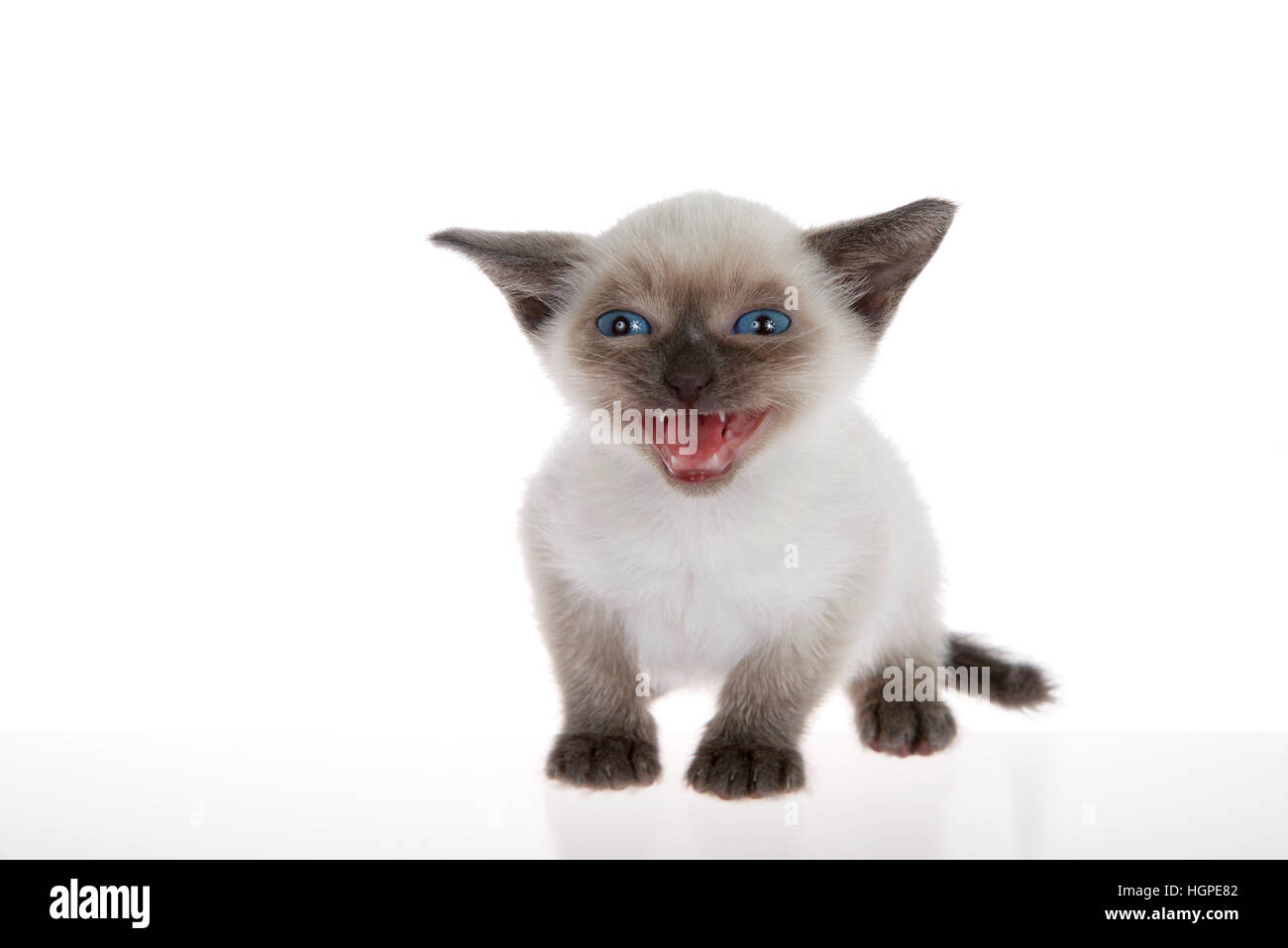 Junge siamesische Kätzchen mit Munchkin Eigenschaften, kleiner als der Durchschnitt, isoliert auf weißem Hintergrund. sitzend, mit blauen Augen auf Viewer, m Stockfoto