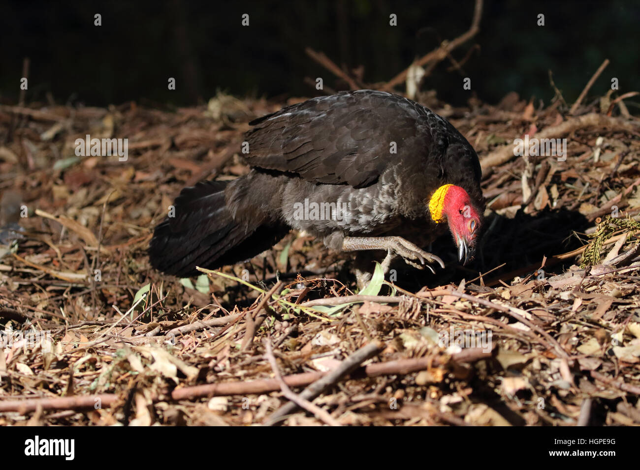 Australische Pinsel oder Busch Türkei Stockfoto