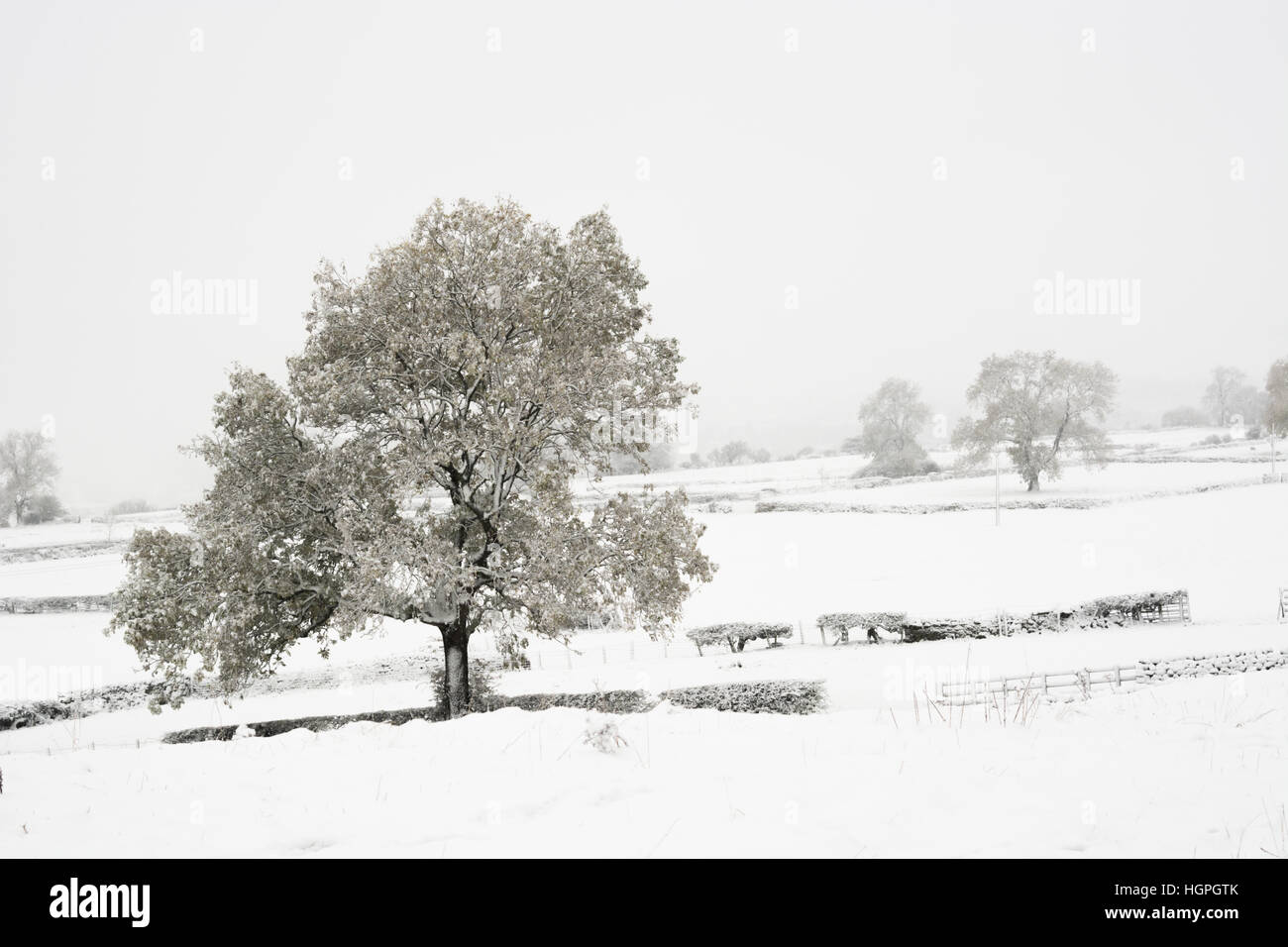 Esche in den Schnee in Wensleydale Stockfoto
