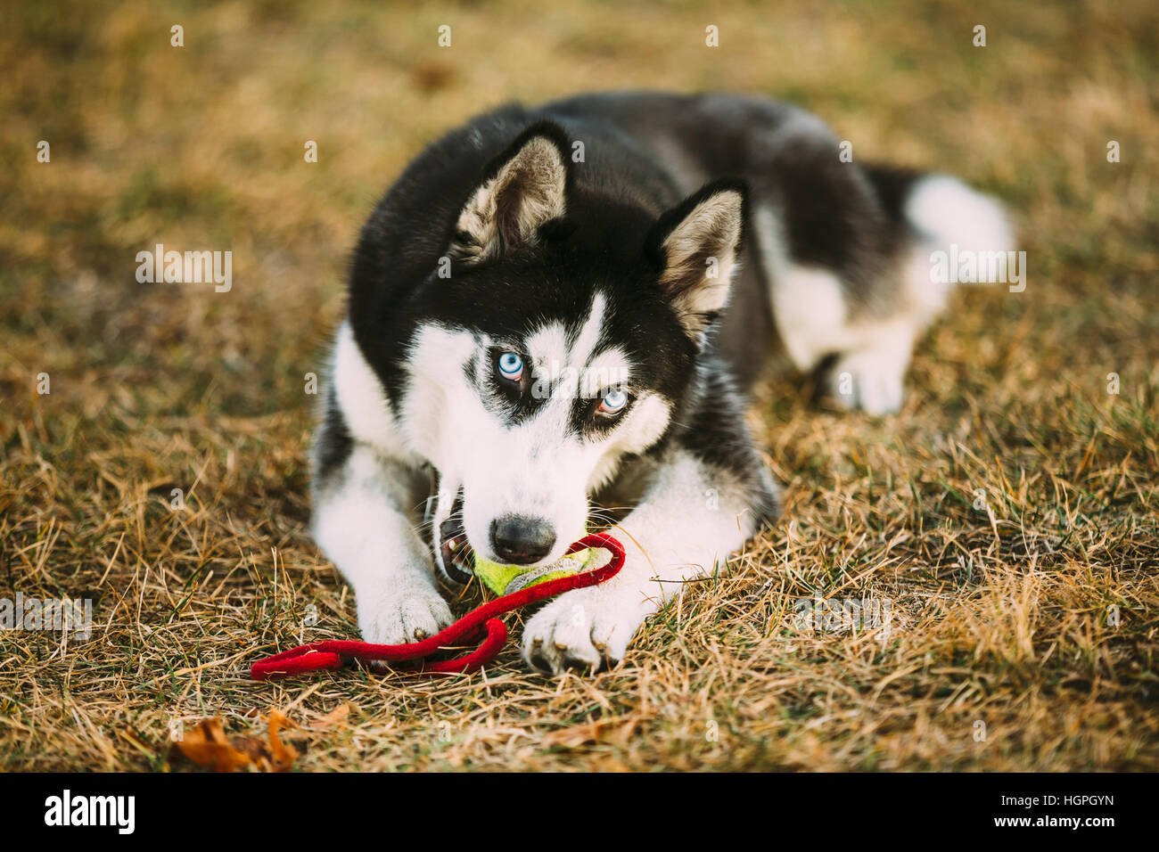 Junger Hund Husky Welpen spielt mit ihrem Spielzeug - Tennisball In Grass. Im freien Stockfoto