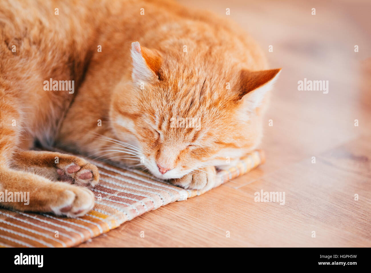 Friedliche Orange Rot Tabby Katze Kitten männlich zusammengerollt schläft In seinem Bett auf Laminatboden. Stockfoto