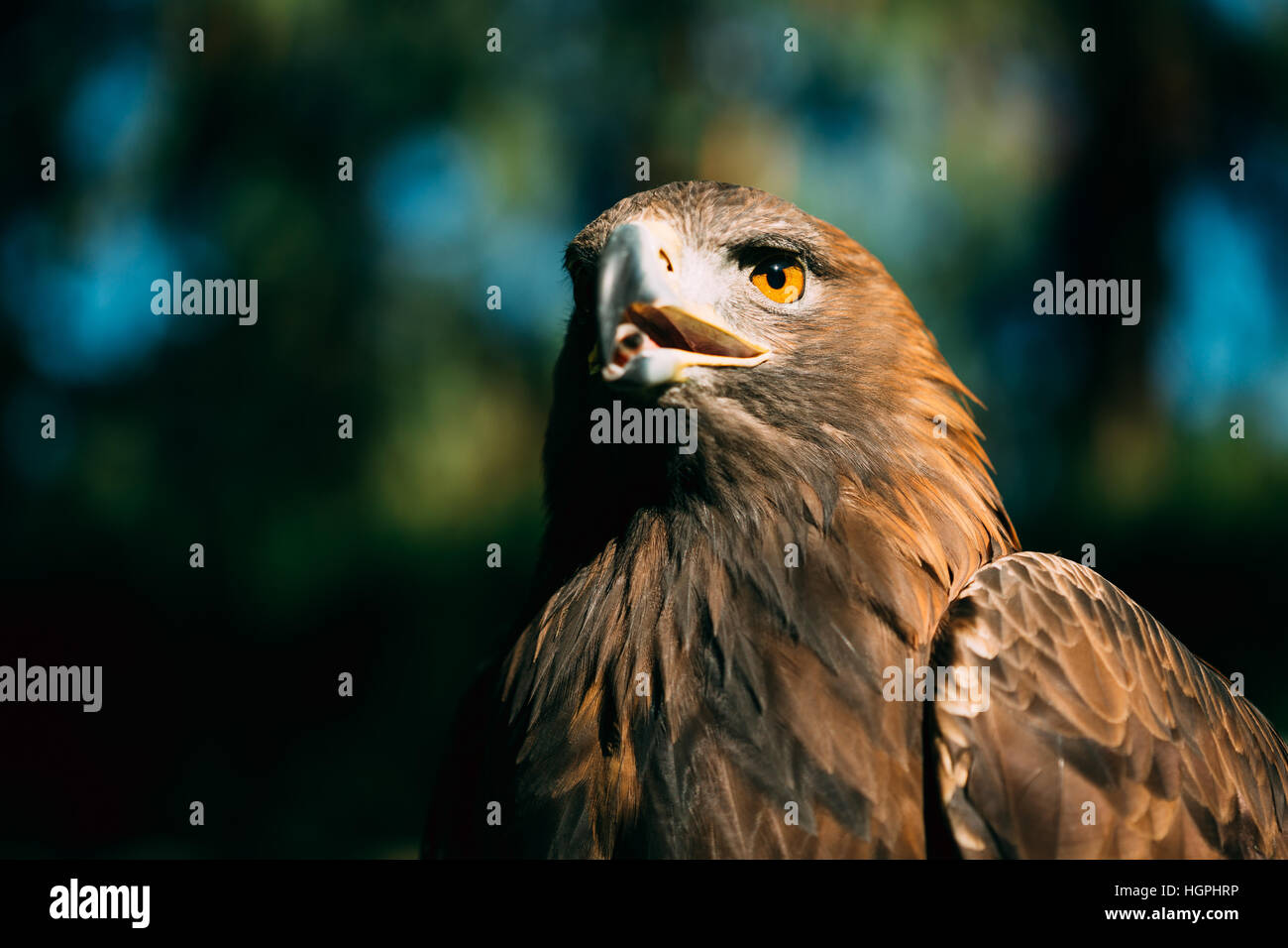 Adler Haliaeetus Horste auf grünen Rasen Hintergrund hautnah. Wildvogel Stockfoto