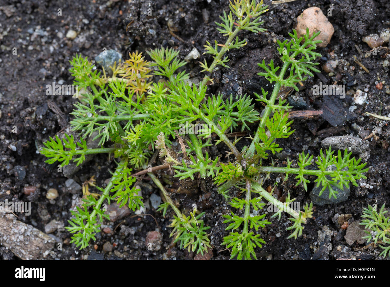 Echten Kamille, Blatt, Blätter Vor der Blüte, Blattrosette, Matricaria Recutita, Sy Chamomilla Recutita Matricaria Chamomilla, deutsche Kamille, Wil Stockfoto