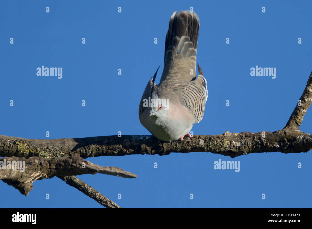 Crested Taube Ocyphaps Lophotes South Australia Australien BI030991 Stockfoto