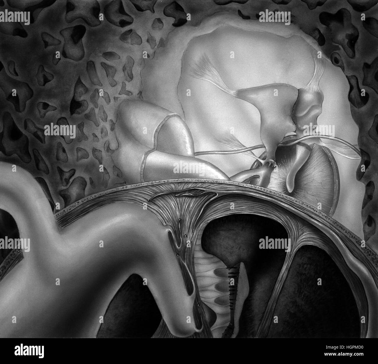 Innenohr-Strukturen. Gezeigt werden die vestibulären Labyrinth, Cochlea-Labyrinth, Cochlea, Tensor Pauke Muskel, auditive Rohr, Trommelfell Hohlraum, Trommelfell Stockfoto
