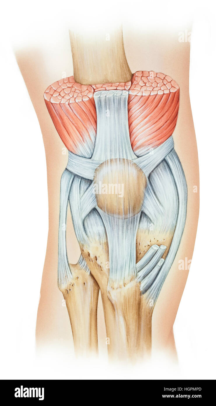Die Knie Beinstrecker Mechanismus, bestehend aus den Quadrizeps-Muskel-Gruppe (Rectus Femoris, Vastus Intermedius und Vastus Medialis), Patella und pat Stockfoto