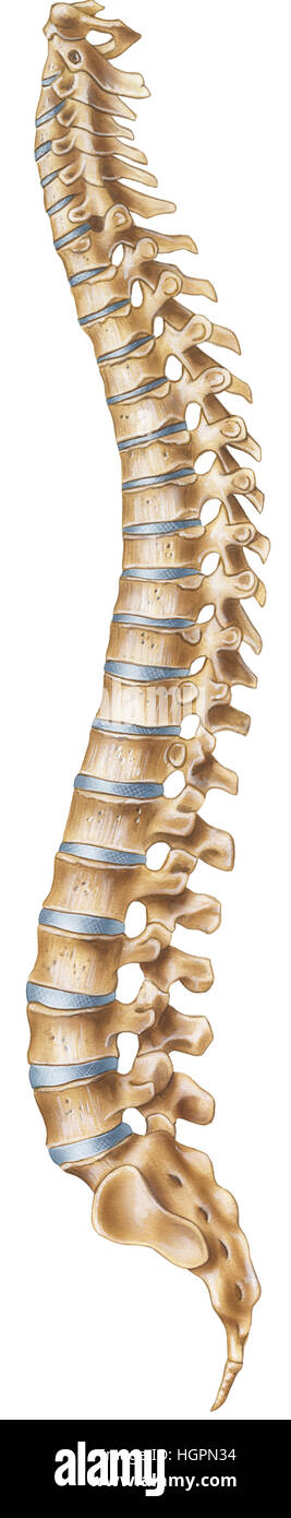 Anatomy Atlas Stockfotos & Anatomy Atlas Bilder - Alamy