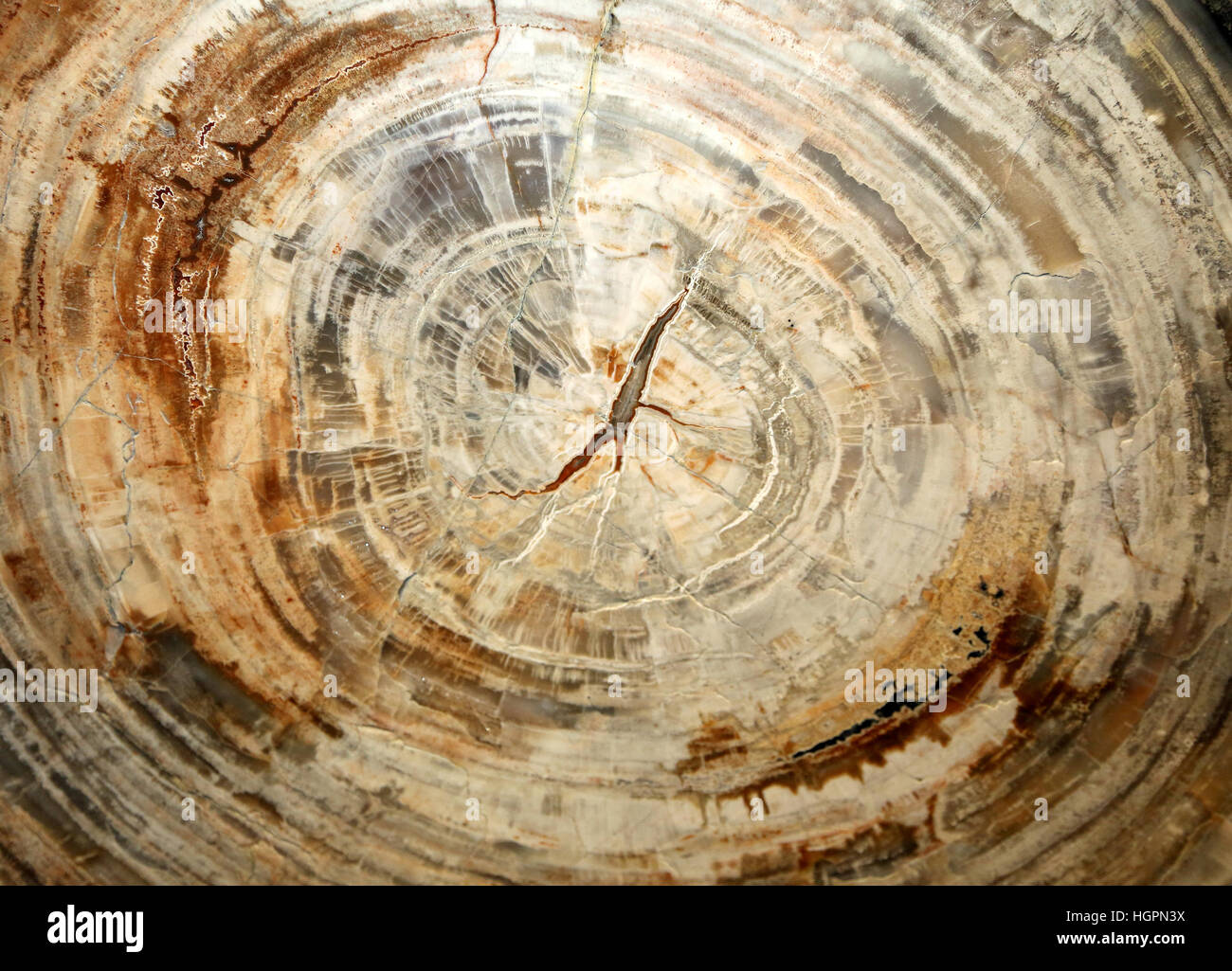 versteinerten Baumstamm lebten vor Millionen von Jahren Stockfoto