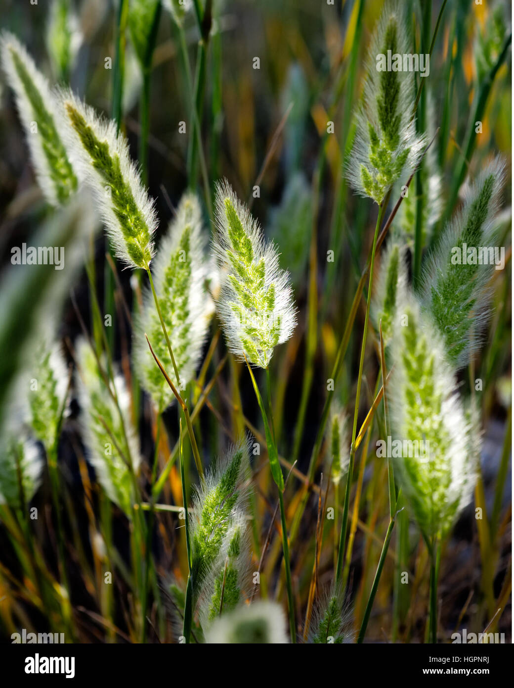 Grass Samenköpfe mit Sonnenlicht durchscheinen Silber Grannen. Stockfoto