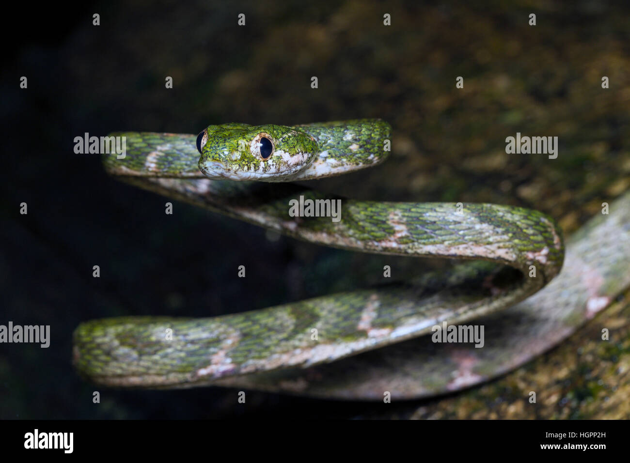 Weiß gefleckten Katze Schlange (Boiga Drapiezii) im tropischen Regenwald von Malaysia Stockfoto