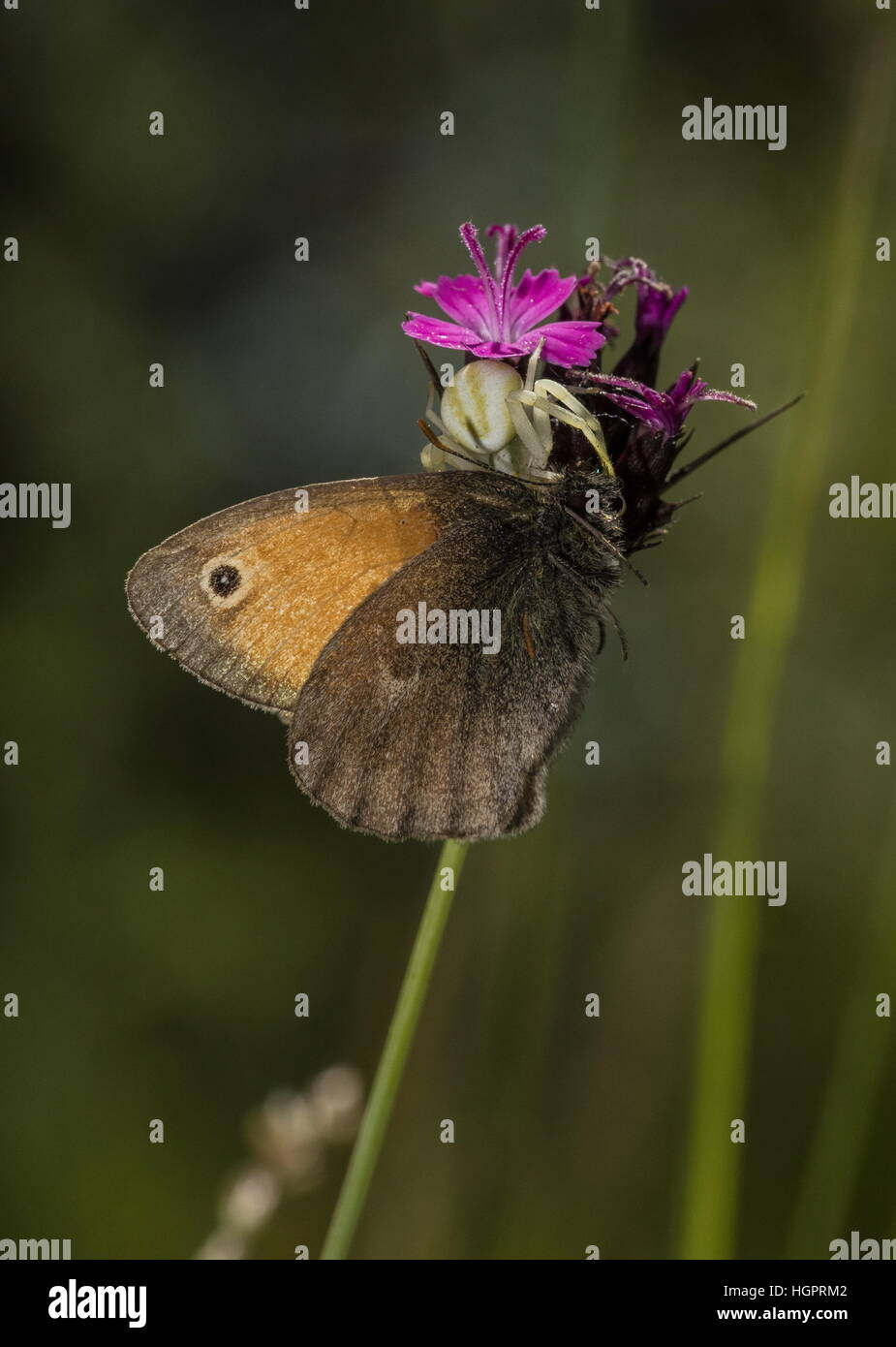Wiese Brauner Schmetterling, gefangen von Krabbenspinne auf rosa Kartäuser Stockfoto