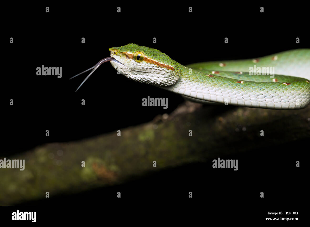 Wagler Grubenotter (Tropidolaemus Wagleri) Probenahme Luftteilchen mit gespaltener Zunge im tropischen Regenwald von Malaysia Stockfoto