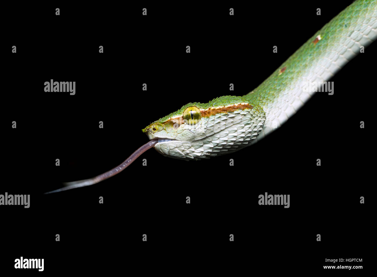 Wagler Grubenotter (Tropidolaemus Wagleri) Probenahme Luftteilchen mit gespaltener Zunge im tropischen Regenwald von Malaysia Stockfoto