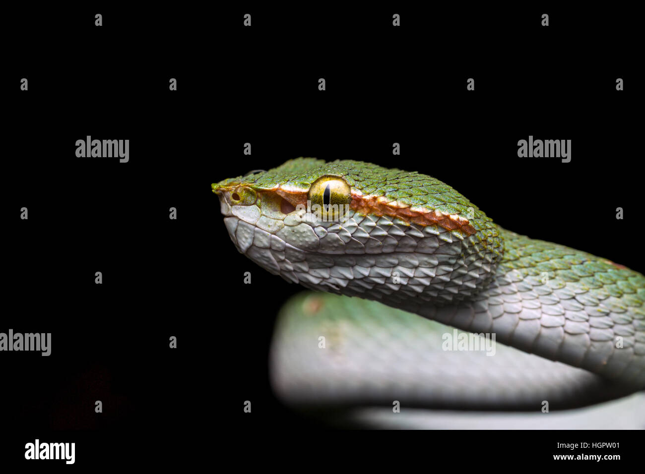 Wagler Grubenotter (Tropidolaemus Wagleri) im tropischen Regenwald von Malaysia Stockfoto