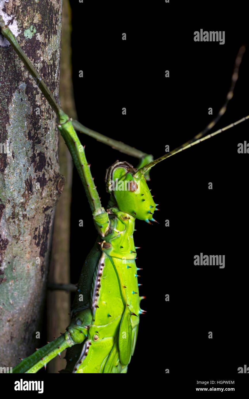 Malaysische Stabheuschrecke (Heteropteryx Dilatata) Stockfoto