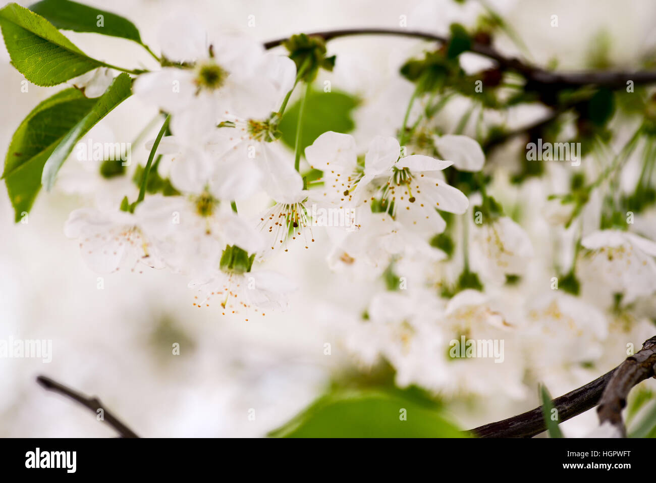 Kirschblüte Frühling Tageslicht Stockfoto