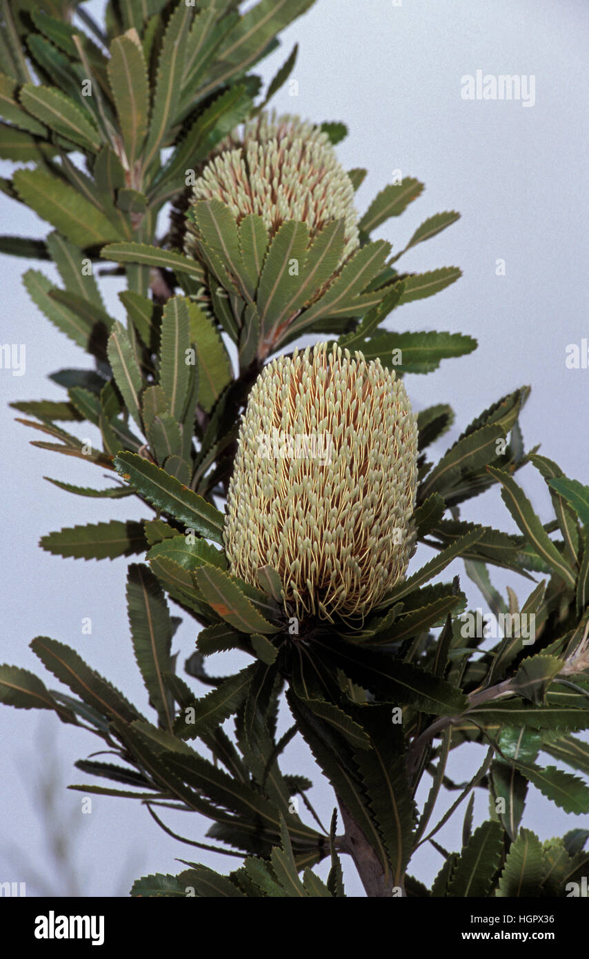 Banksia Blumen, Australien Stockfoto