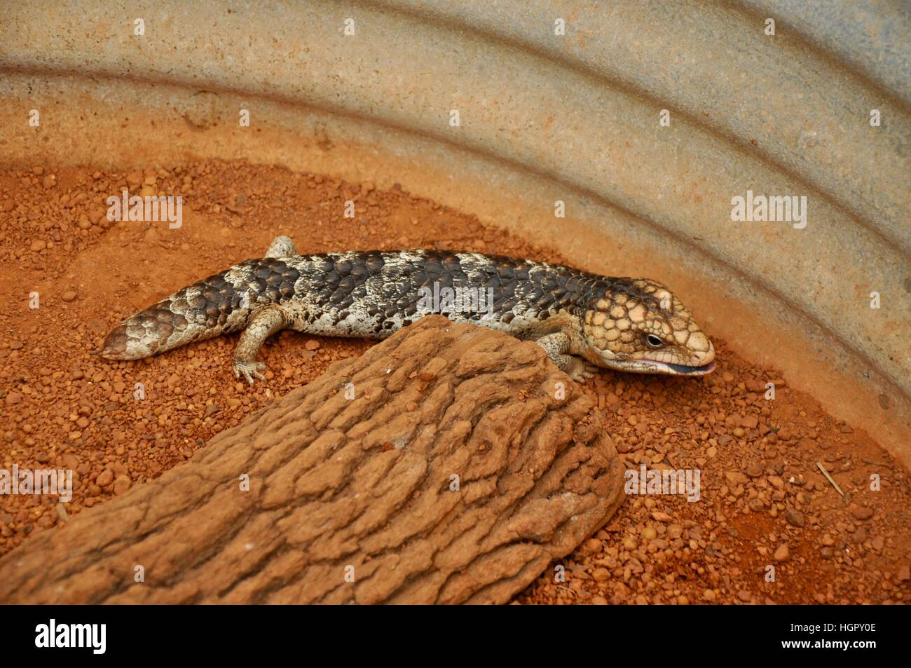 Blaue Tonque Eidechse mit gedrungenen Körper und gemusterten Skalen in Metall Becken mit rotem Sand und melden Sie sich in Western Australia. Stockfoto