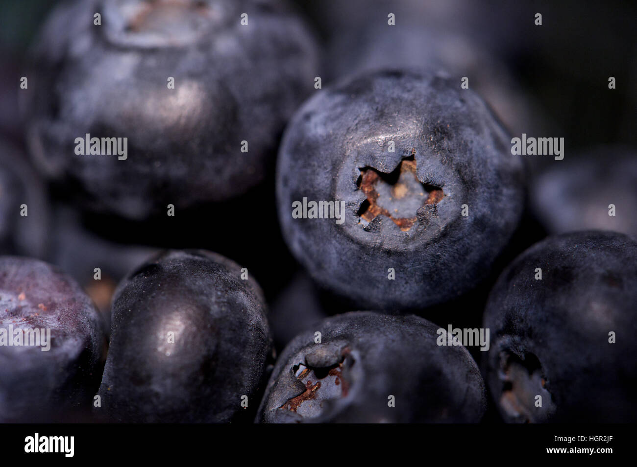 Frische Heidelbeeren Blaubeeren oder Heidelbeeren Stockfoto