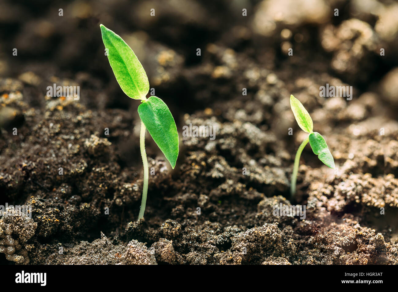 Zwei wachsenden grünen Tomate sprießen aus dem Boden. Frühling-Konzept des neuen Lebens oder Saison. Landwirtschaftlichen Saison. Stockfoto