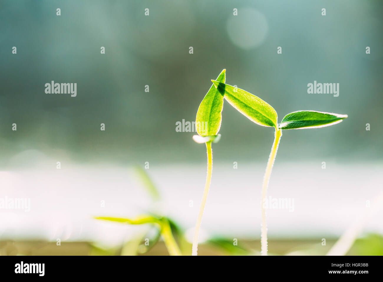 Zwei grüne Sprossen mit Blatt, Blätter aus dem Boden wachsen. Frühling-Konzept des neuen Lebens. Landwirtschaftlichen Saison Stockfoto