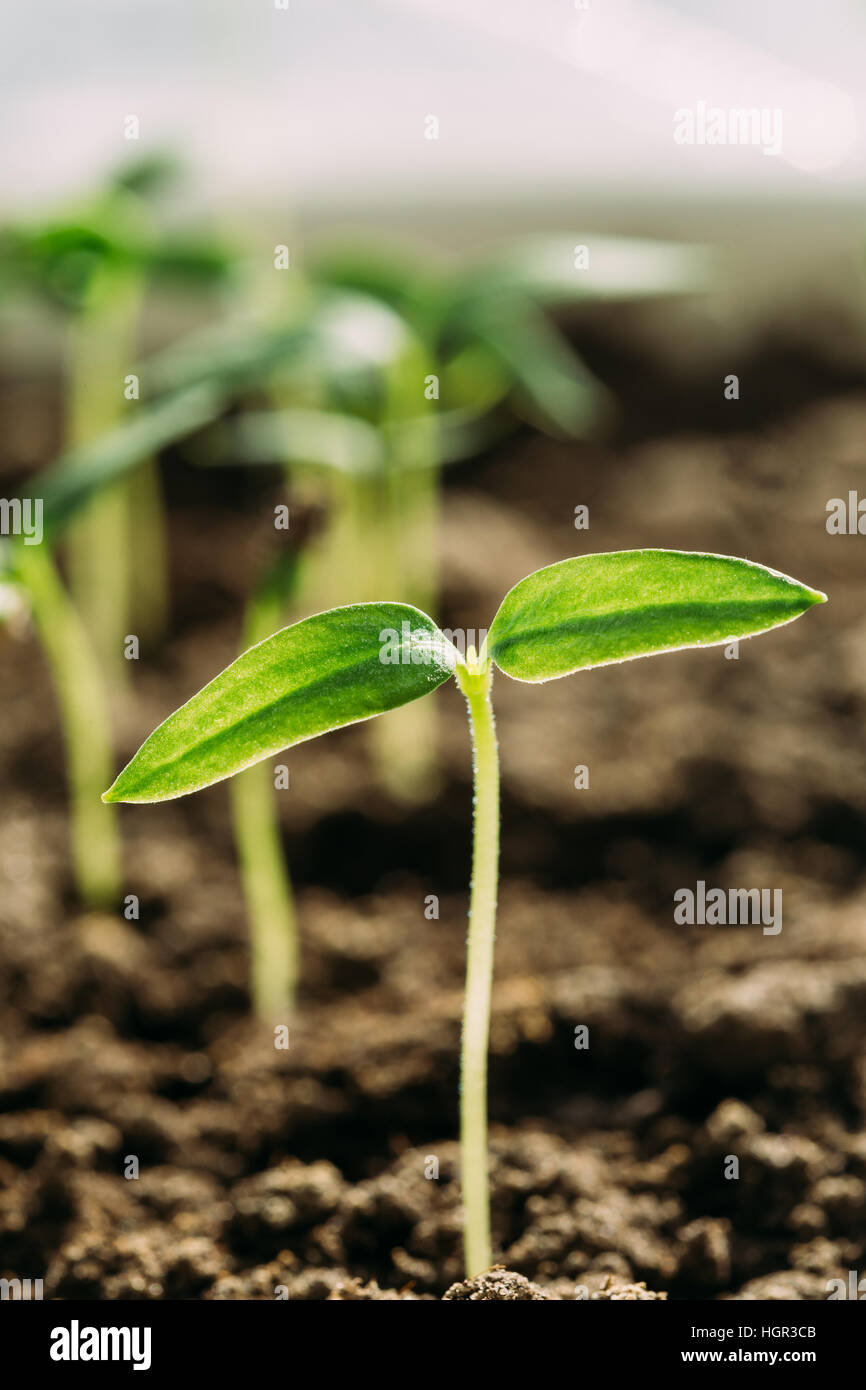 Grüne Tomaten sprießen aus dem Boden wachsen. Frühling-Konzept des neuen Lebens oder Saison. Landwirtschaftlichen Saison. Stockfoto