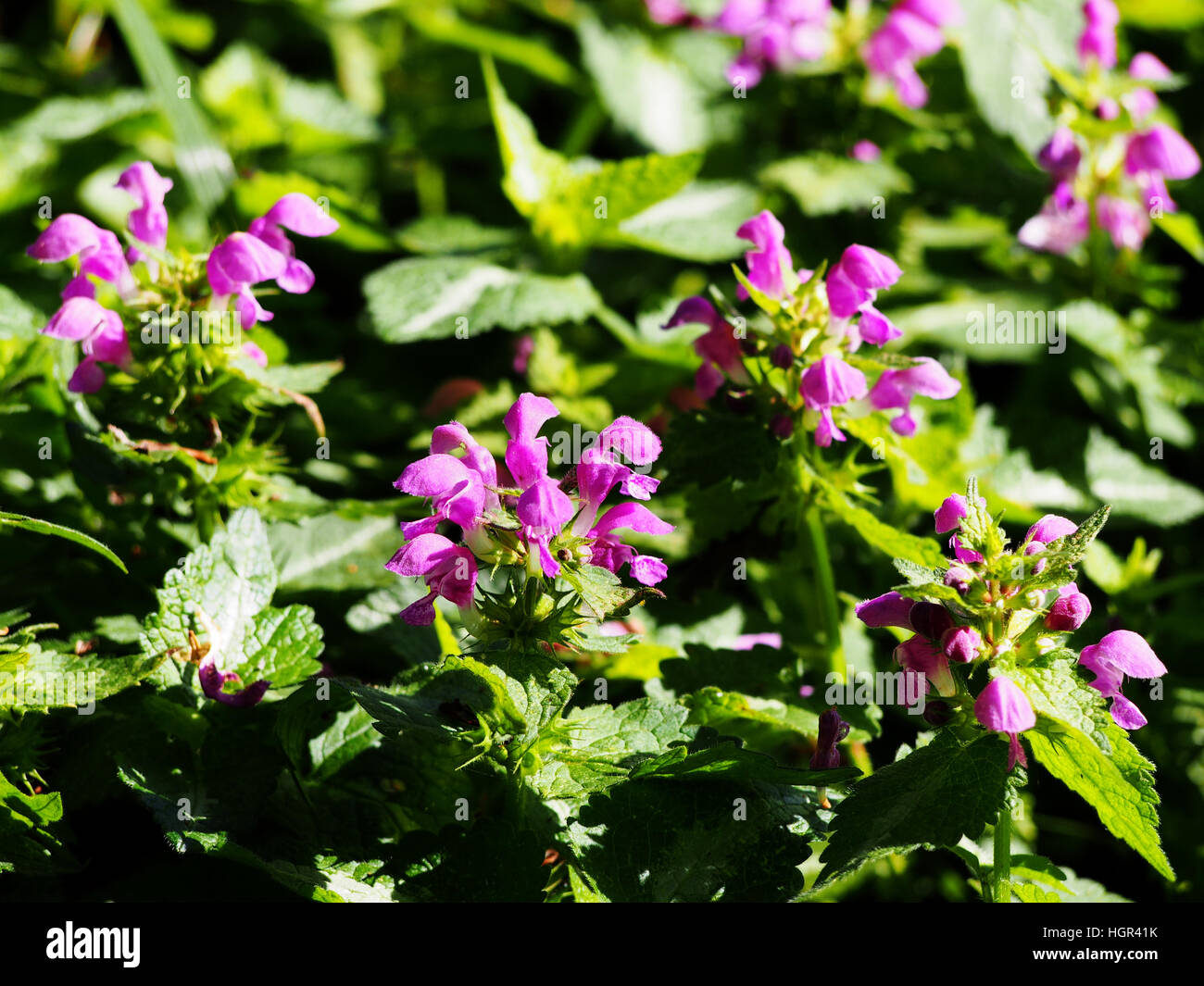 Blühende Lamium Maculatum 'Roseum' (spotted Henbit entdeckten Toten-Brennessel, Lila Drache) Stockfoto