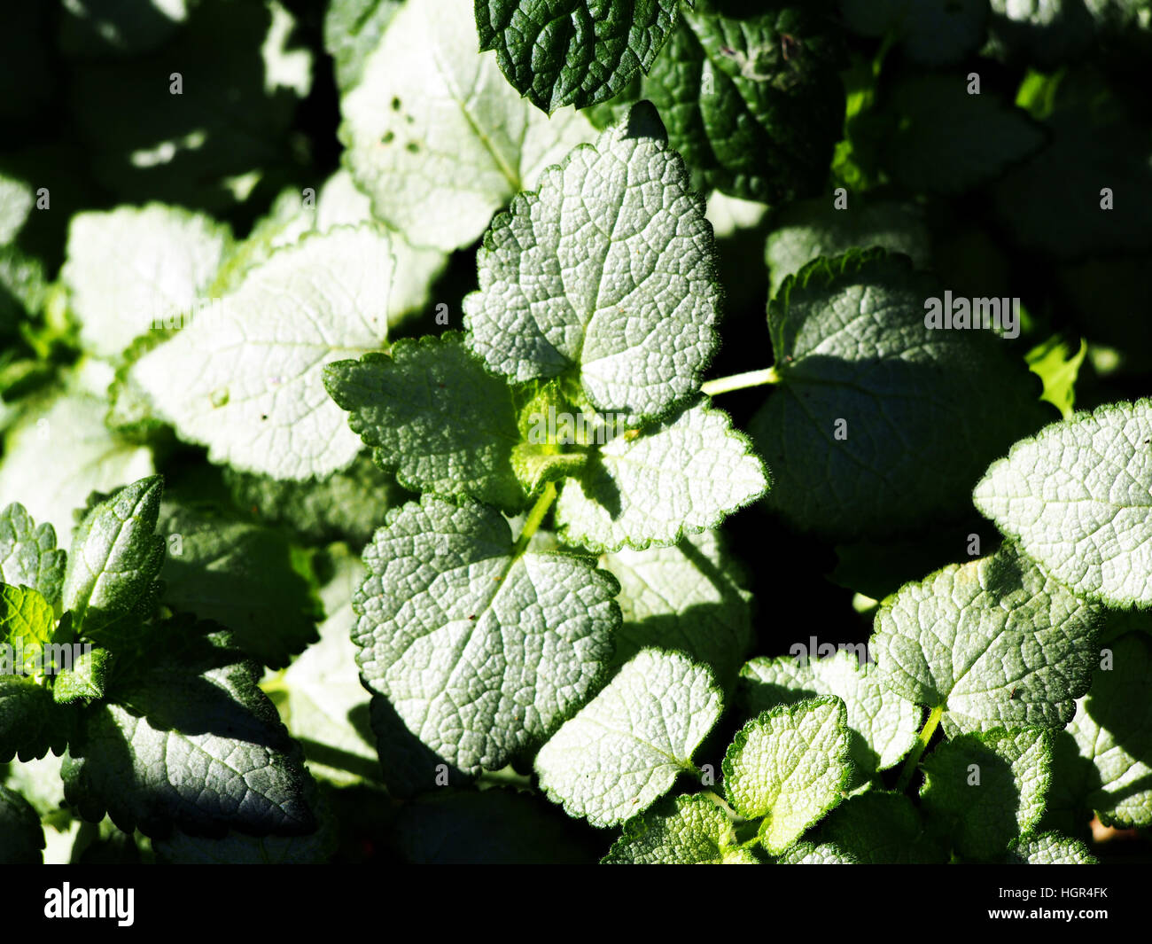 Lamium Maculatum 'White Nancy' (spotted Henbit tot entdeckt-Brennessel. Lila Drache) Stockfoto