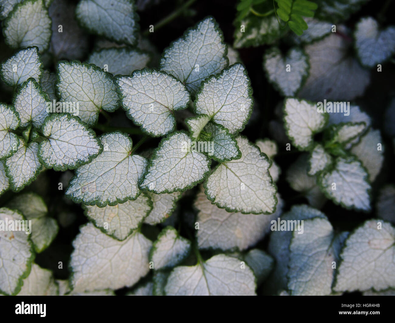 Lamium Maculatum 'White Nancy' (spotted Henbit tot entdeckt-Brennessel. Lila Drache) Stockfoto