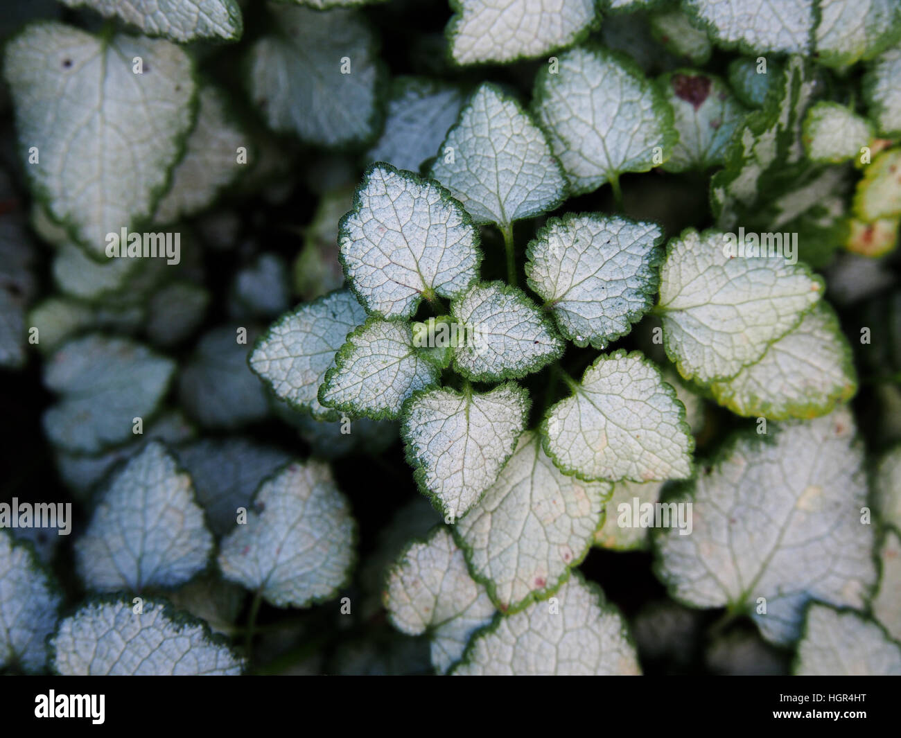 Lamium Maculatum 'White Nancy' (spotted Henbit tot entdeckt-Brennessel. Lila Drache) Stockfoto