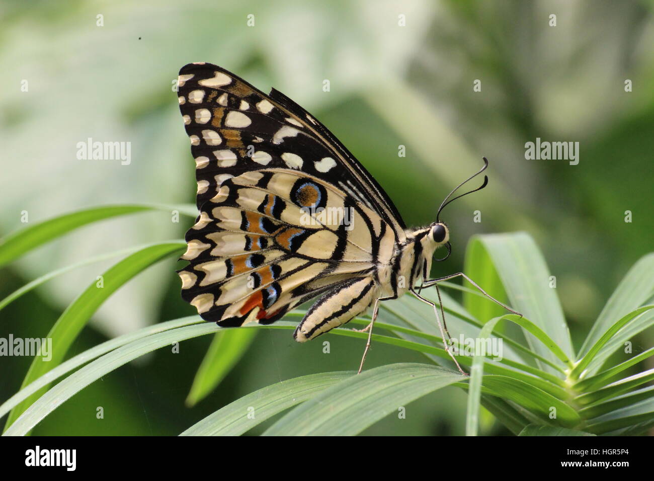 Kalk-Schmetterling (Papilio Demoleus) Stockfoto