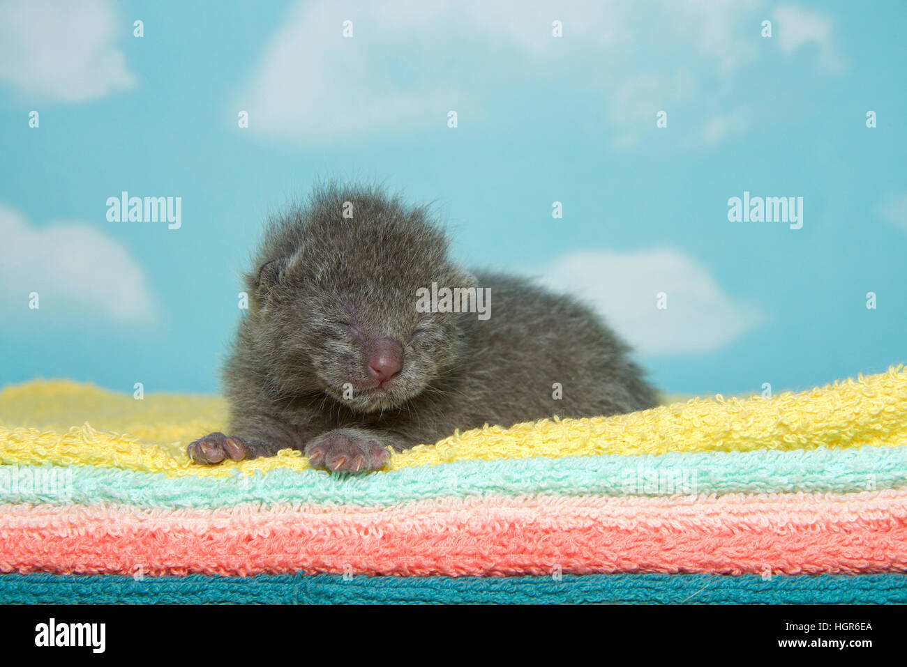 Neugeborenes graue Kätzchen, Augen geschlossen, Verlegung auf gelb, Aqua, Pfirsich, orange und grüne Tücher mit blauem Himmel Wolke Hintergrund. Stockfoto