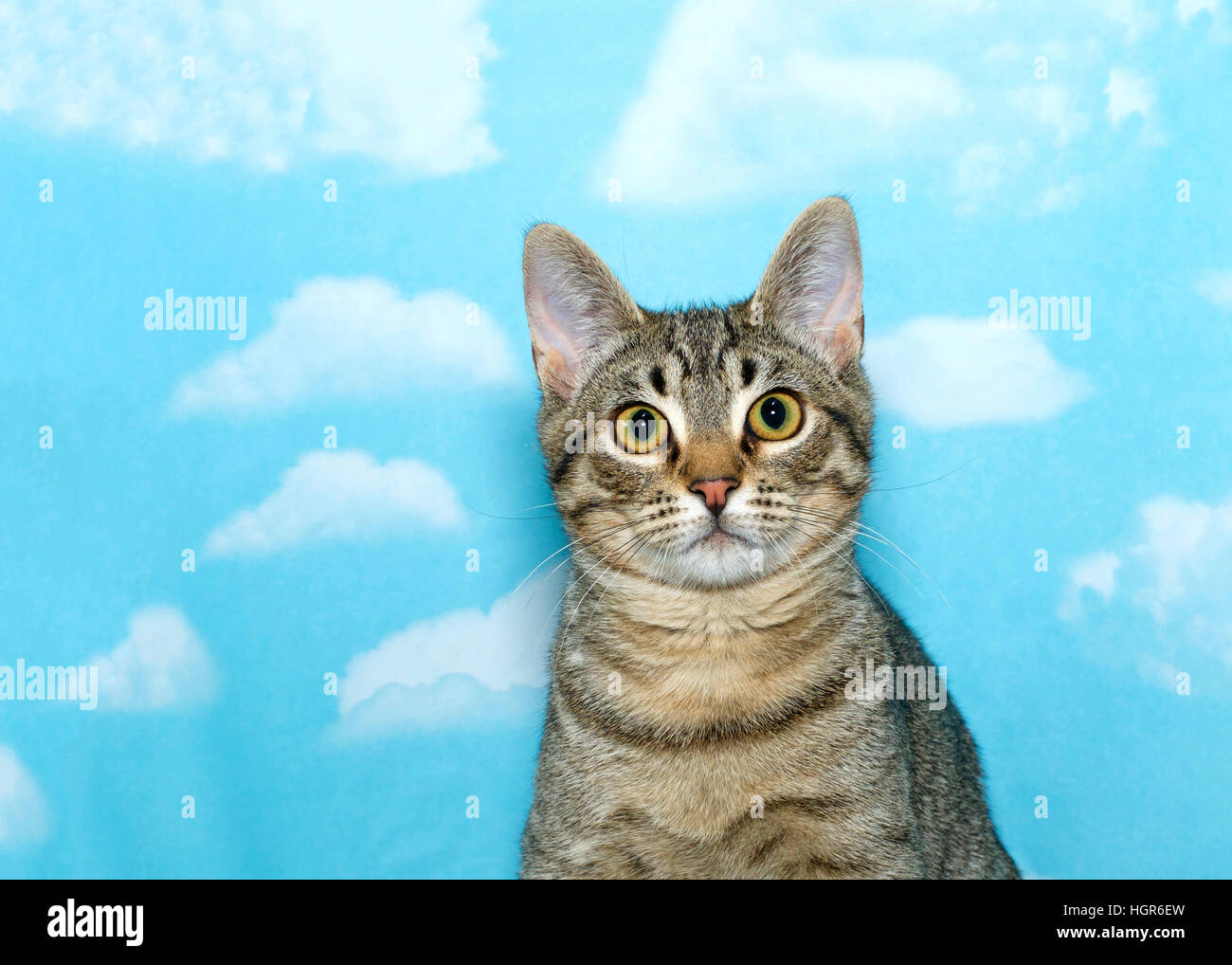 Porträt einer schwarzen und braunen Tabby Katze Blick fragend auf den Betrachter. Hintergrund blauer Himmel mit Wolken. Stockfoto