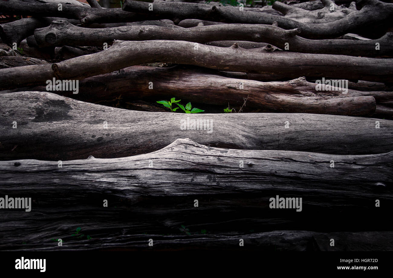 wachsende Pflanze im Wald Stockfoto