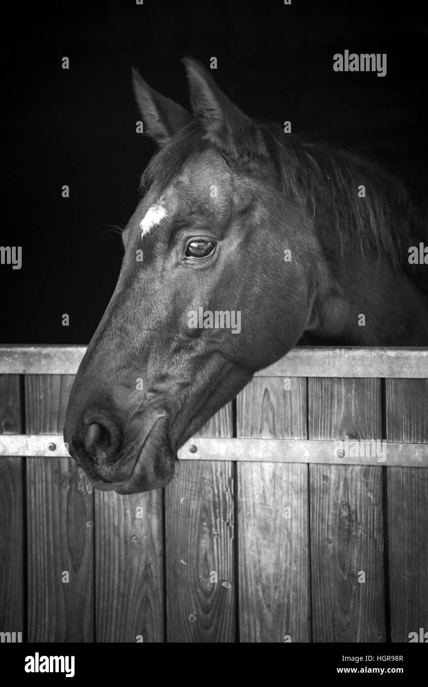 Pferd Kopf Blick aus seinem Stall, schwarz / weiß Stockfoto