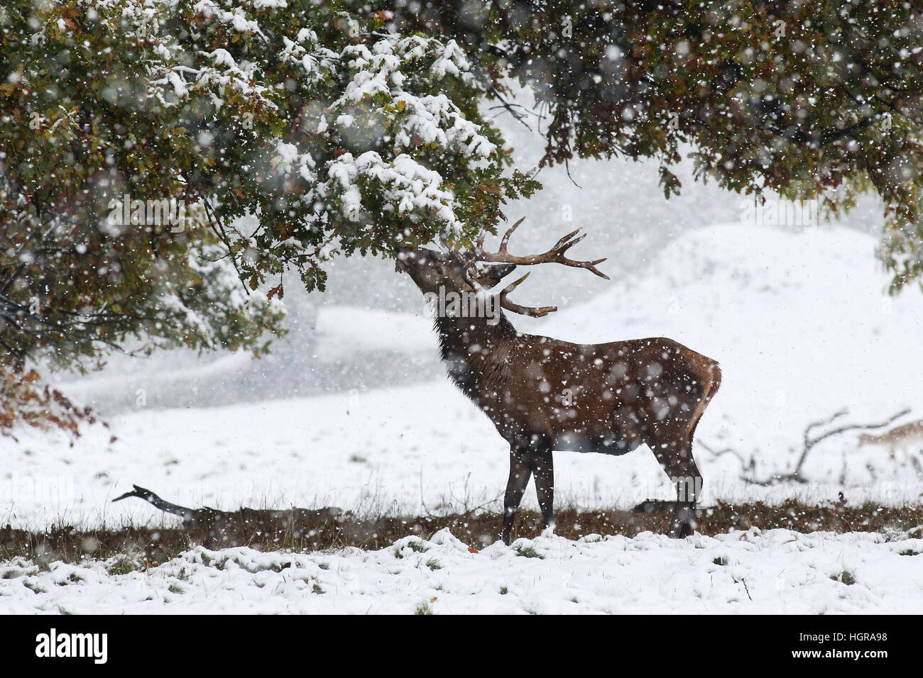 Ein Rotwild Hirsch nimmt Blätter von einem Baum in Der starke Schneefall am Brunnen in der Nähe von Bedale in North Yorkshire Abtei. das Met Office hat eine schwere Wir Stockfoto