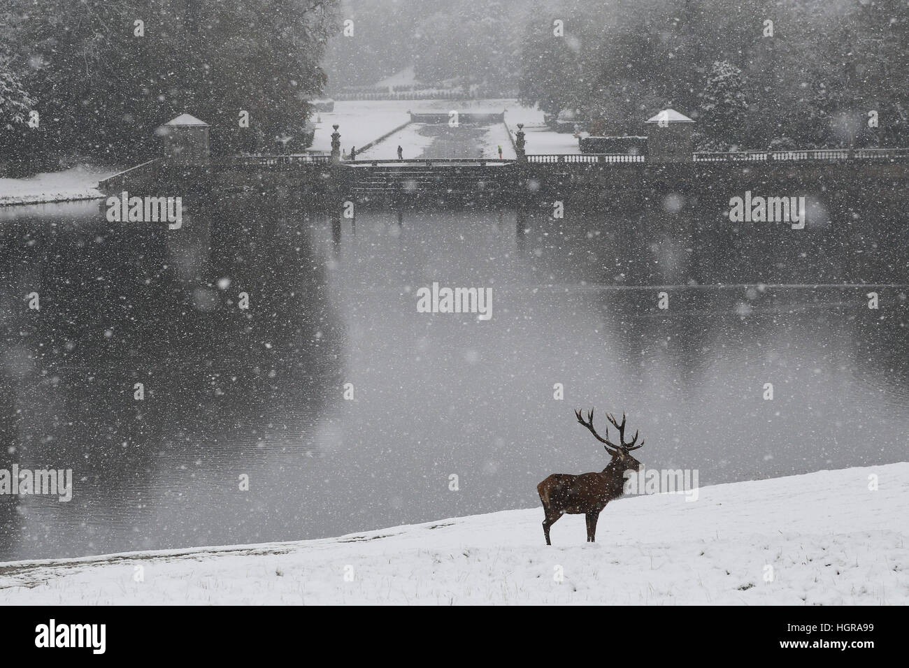 Ein Rotwild Hirsch steht für Aufmerksamkeit in Der starke Schneefall am Fountains Abbey in der Nähe von Bedale in North Yorkshire. Die Met Office hat ein strenges Wetter ausgestellt Stockfoto