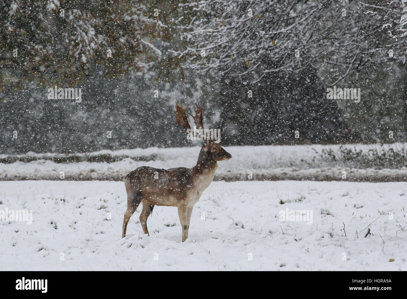 Ein Rotwild Hirsch steht für Aufmerksamkeit in Der starke Schneefall am Fountains Abbey in der Nähe von Bedale in North Yorkshire. Die Met Office hat ein strenges Wetter ausgestellt Stockfoto