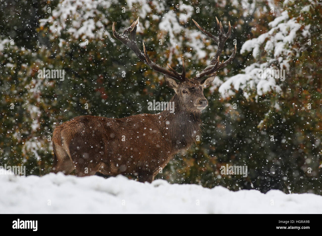 Ein Rotwild Hirsch steht für Aufmerksamkeit in Der starke Schneefall am Fountains Abbey in der Nähe von Bedale in North Yorkshire. Stockfoto