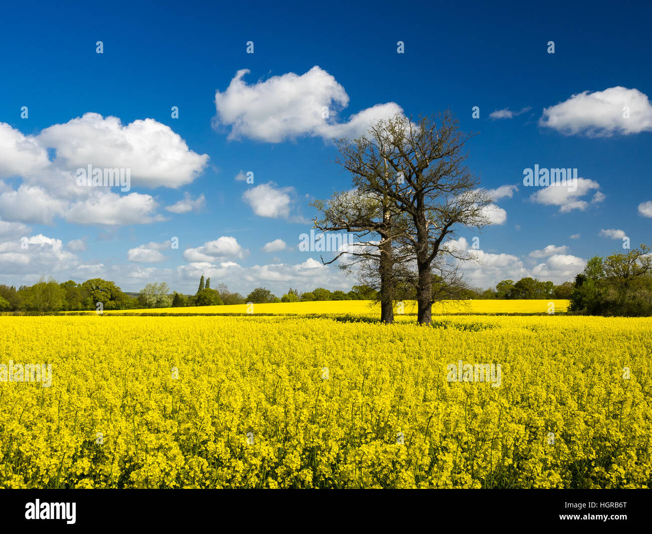 Rapsfeld in der englischen Landschaft Frühling Stockfoto