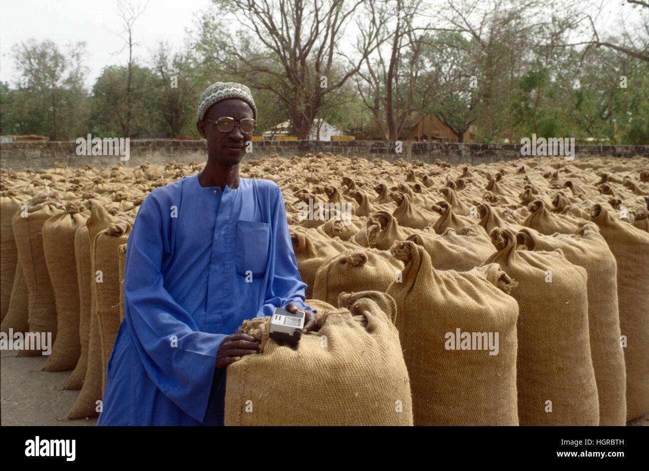 Afrika, Ernte von Erdnüssen in Senegal Stockfoto