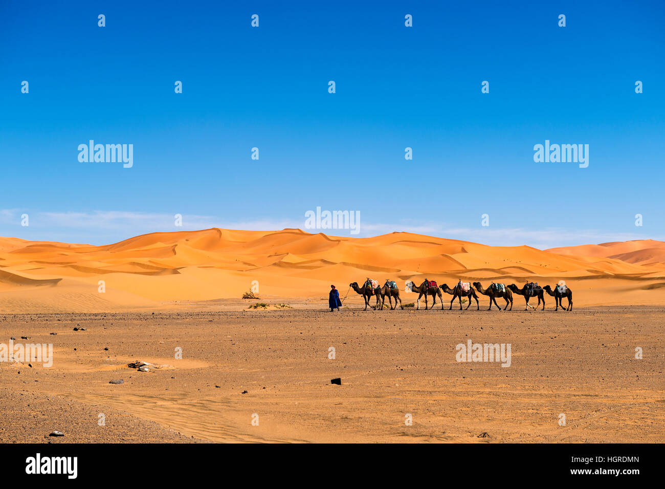 Merzouga, Marokko - 12. April 2016: Berber Mann an der Spitze einer Kamel-Karawane in den Erg Chebbi-Dünen in Marokko. Stockfoto