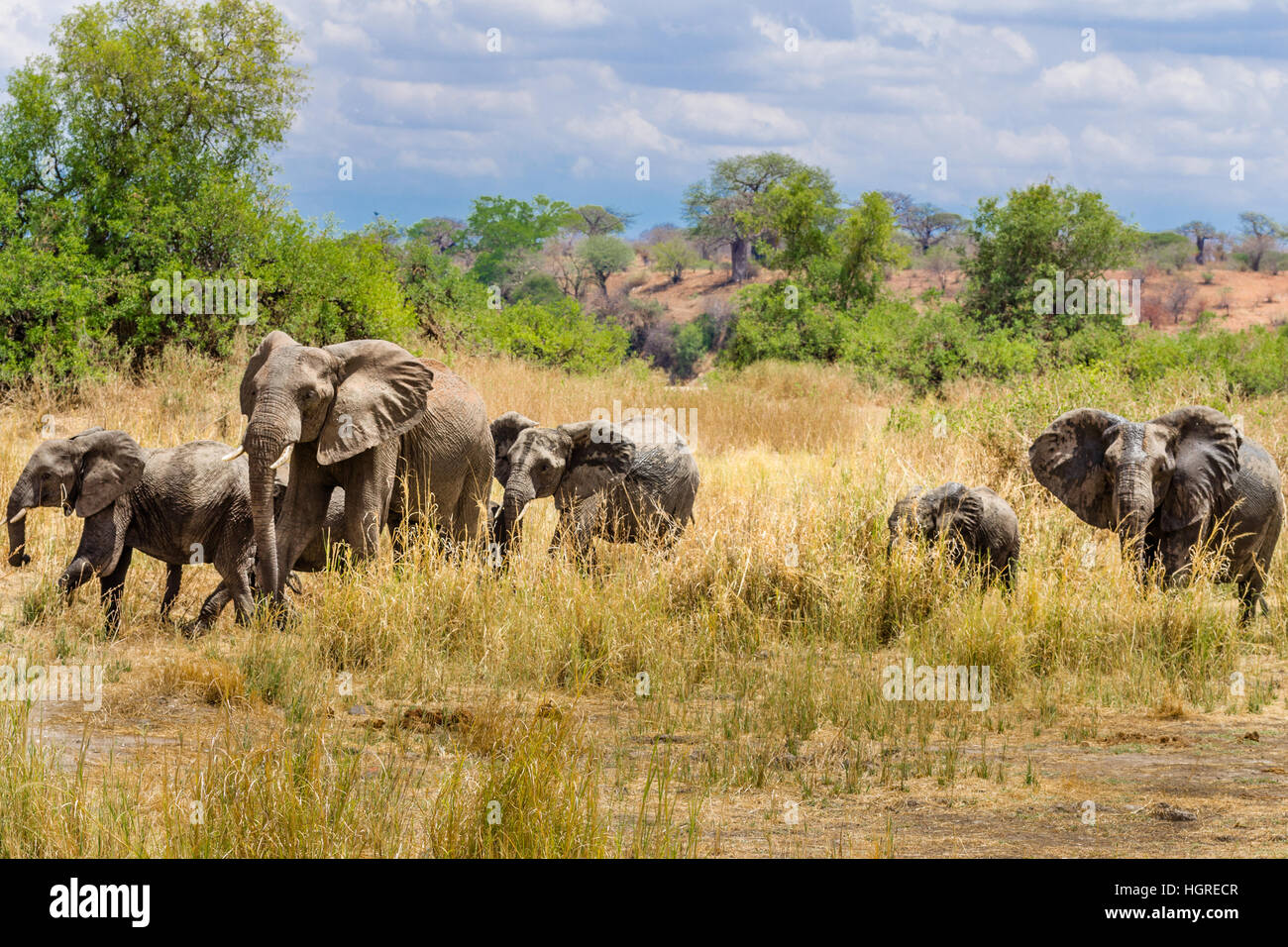 Wilde Afrika Elefanten in Ruaha, Safari Stockfoto