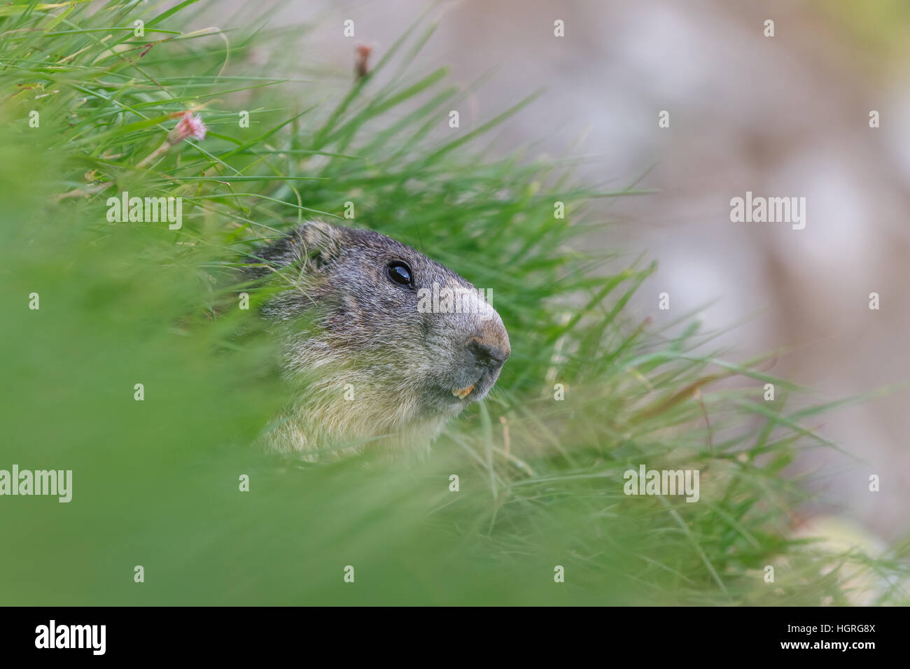 Alpen-Murmeltier (Marmota Marmota) in den französischen Alpen Stockfoto